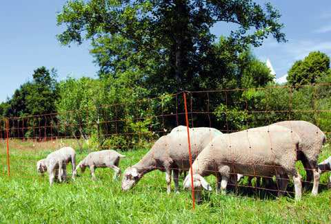 Ako products sheep net ovinet orange 108cm x 50m double spike