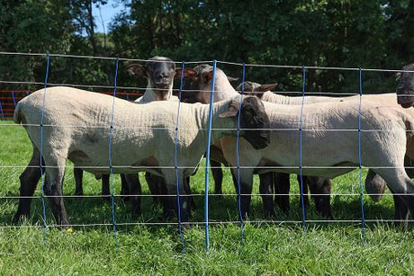 Ako products sheep net Titan Premium Plus 106 cm x 50m double spike
