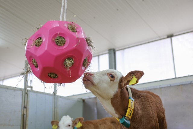 Products food play ball pink
