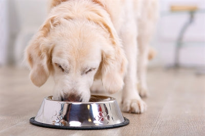Rutschfester Futternapf von Happy Pet