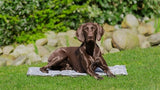 mata fuaraithe trixie bog liath