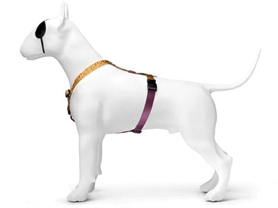Morso dog harness H-harness recycled jungle drum orange