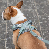 Trixie Arnês para cães Premium Flexmesh peito largo verde sálvia