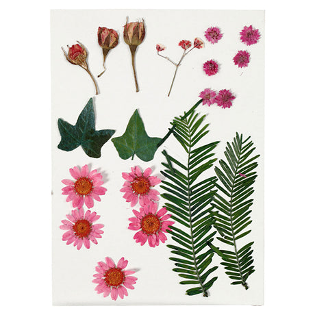Creativ company https: www.cchobby.nl dried-flowers-and-leaves-ca-19-piece-lightred-1-box